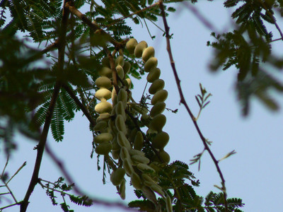 seedagro Babool Plant Seed(35 per packet)