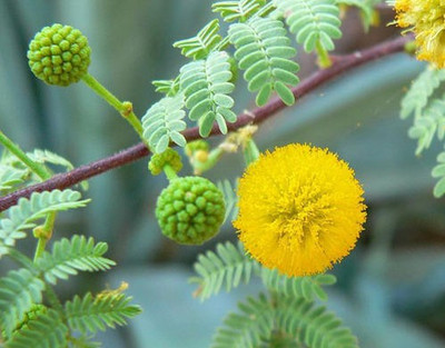 Jevik Babool Plant Seed(220 per packet)