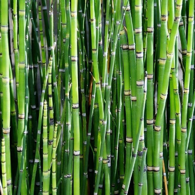 Arshiayat Hybrid bamboo seed for garden Seed(310 per packet)