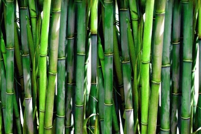 XOLDA Bamboo Plant Seed(12 per packet)