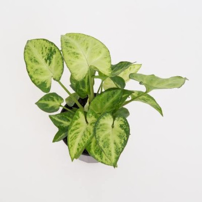 KUMUBON Syngonium Plant(Hybrid, Pack of 1)