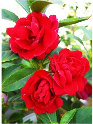 XOLDA Balsam Rose Hbrid Flower Seed(20 per packet)