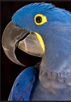 Kālarātri or Black Night Trilogy(English, Hardcover, Ostrogorsky Michael)