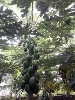 THAMMAR Red Lady 786 Papaya Taiwan Seeds F1 Hybrid Seed Seed(400 per packet)