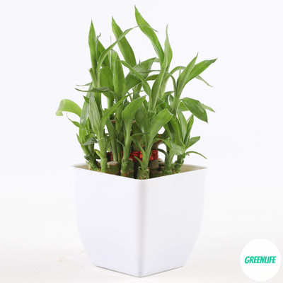 GreenLife Two Layer Bamboo Plant(Pack of 1)