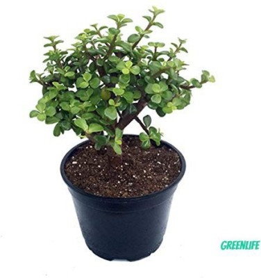 GreenLife Jade Plant(Pack of 1)