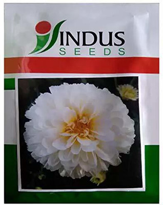 Indus Marigold Seed(10 per packet)