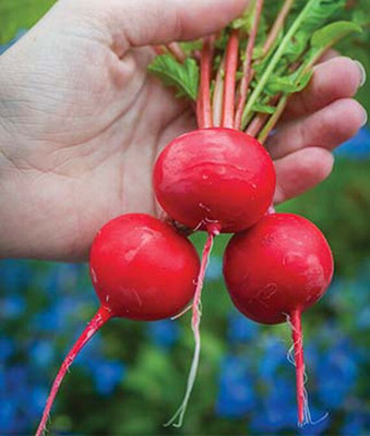 VibeX F1 Hybrid Perfecto Radish Seed(120 per packet)