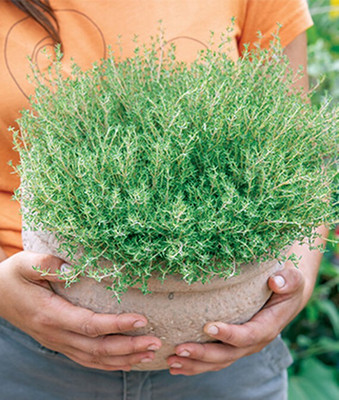 VibeX F1 Hybrid Thyme, Orangelo Seed(120 per packet)