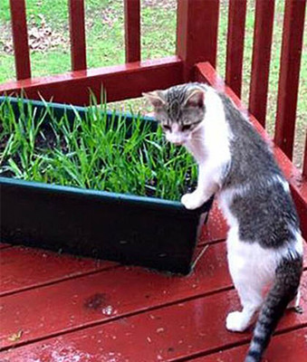 VibeX Fast Growing Organic Cat Grass Seed(120 per packet)