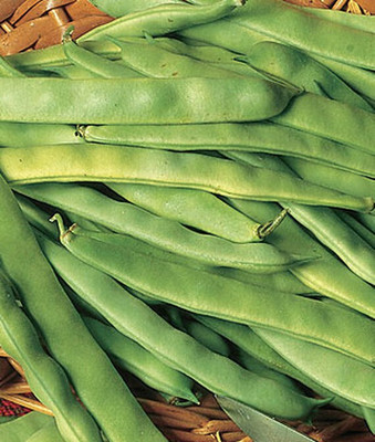 VibeX Bean Seed(75 per packet)