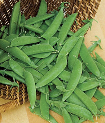 VibeX Pea, Super Sugar Snap Seed(120 per packet)