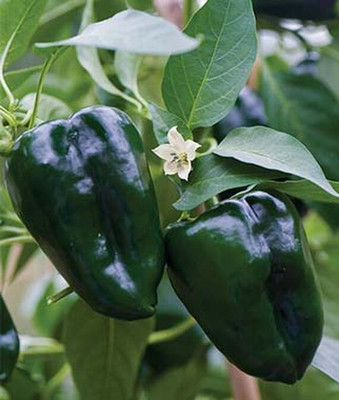 VibeX Pepper Seed(120 per packet)