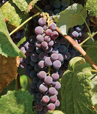 VibeX Grape, Saint Theresa Seed(30 per packet)