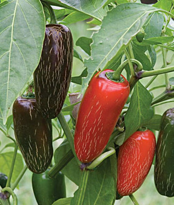 VibeX Hot, Biker Billy Hybrid Pepper Seed(120 per packet)
