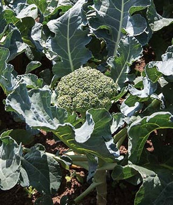 VibeX Organic Eastern Magic Hybrid Broccoli Seed(120 per packet)