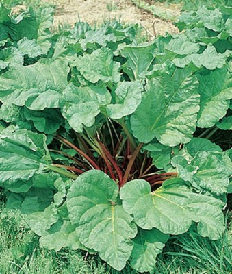 VibeX Rhubarb, Victoria Seed(120 per packet)