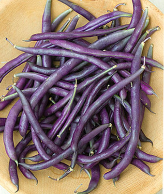 VibeX Prevail Bush Bean Seed(75 per packet)