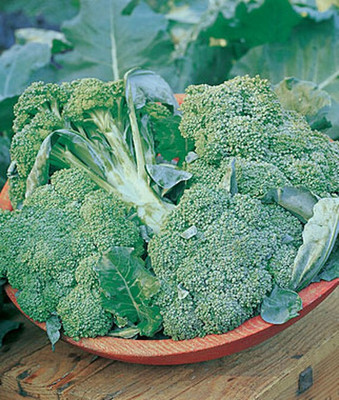 VibeX Broccoli Seed(120 per packet)