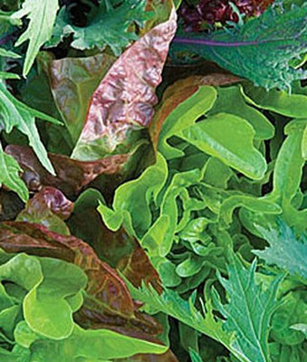 VibeX Mesclun, Provencal Mix Seed(120 per packet)