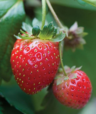 VibeX Strawberry Seed(60 per packet)