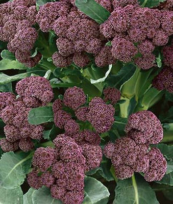 VibeX Broccoli Seed(120 per packet)