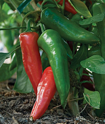 VibeX Chili Seed(120 per packet)