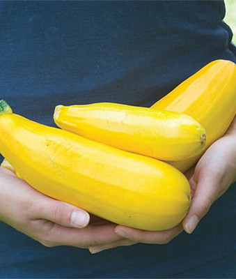 VibeX Hybrid Squash Golden Zucchini Seed(50 per packet)
