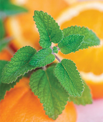 VibeX Lemon Balm Seed(120 per packet)