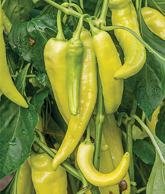 VibeX Pepper Hot Blazing Banana Hybrid Seed(120 per packet)