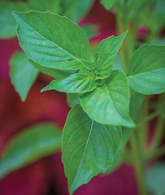 VibeX Organic Lemon Basil Seed(120 per packet)