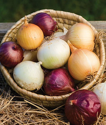 VibeX Onion Seed(120 per packet)