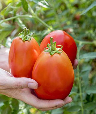 VibeX Gladiator Hybrid Tomato Seed(120 per packet)