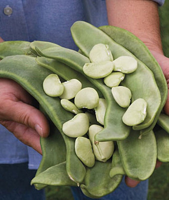 VibeX Lima Bean Seed(75 per packet)