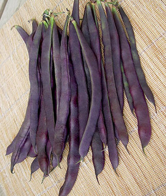 VibeX Bean Seed(75 per packet)