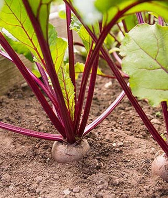 VibeX Organic Beetroot Merlin Hybrid Seed(120 per packet)