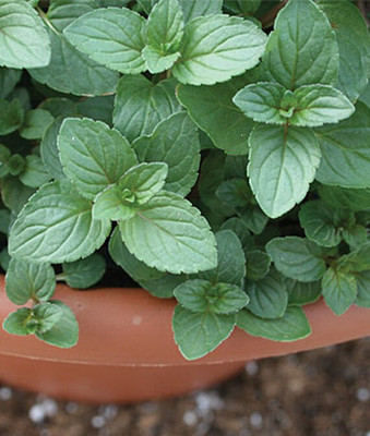 VibeX Peppermint Mint Seed(120 per packet)