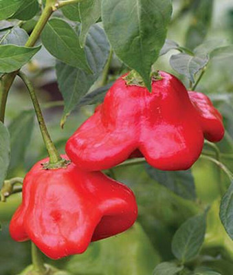 VibeX Pepper, Hot, Mad Hatter Hybrid Seed(120 per packet)