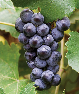 VibeX Grape, Mars Seedless Seed(30 per packet)