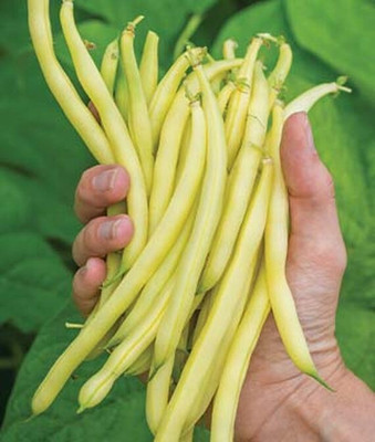 VibeX Bean Seed(75 per packet)