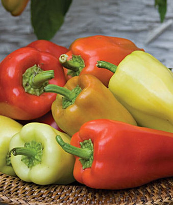 VibeX Gypsy Hybrid Sweet Pepper Seed(120 per packet)