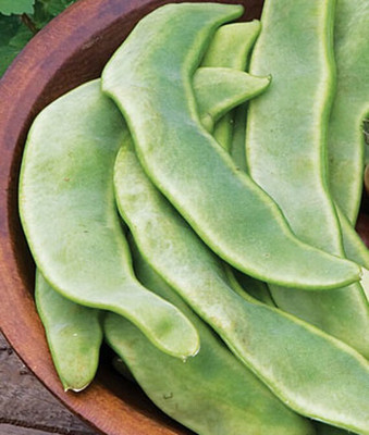 VibeX Bean Lima, Big Mama Seed(75 per packet)