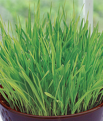 VibeX Cat Grass Seed(120 per packet)