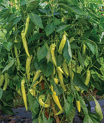 VibeX Blazing Banana Hybrid Pepper Hot Seed(120 per packet)