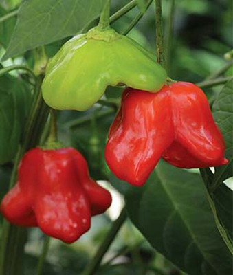 VibeX Mad Hatter Hybrid Hot Pepper Seed(120 per packet)