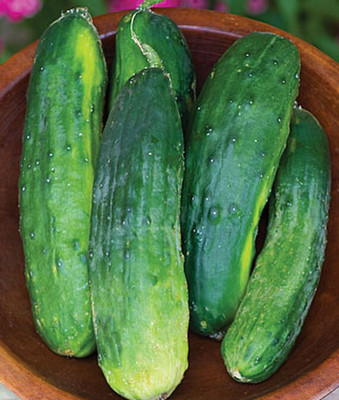 VibeX Salad Bush Hybrid Cucumber Seed(120 per packet)