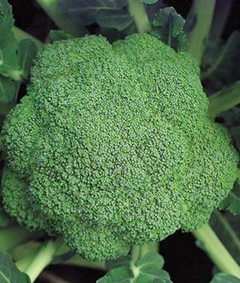 VibeX Broccoli Seed(120 per packet)