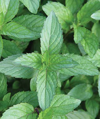 VibeX F1 Hybrid Mint, Peppermint Seed(120 per packet)