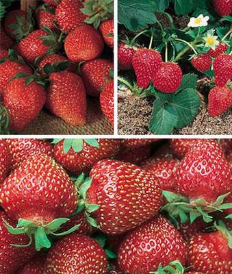 VibeX Strawberry Seed(60 per packet)