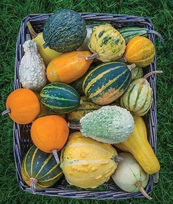 VibeX Gourd Seed(50 per packet)